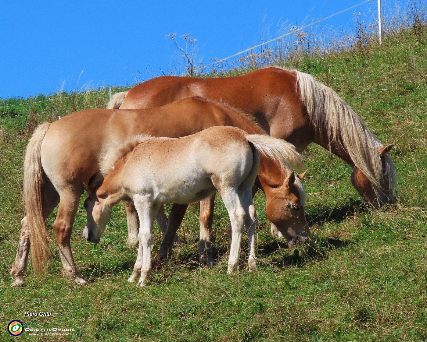 62 Padre, madre al pascolo d'erba, presto anche il piccolo !.JPG